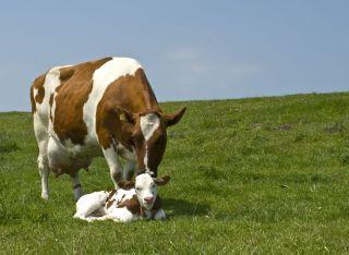 De Dieren - Kaasboerderij De