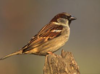 Vogels op het erf